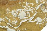 Ordovician Kukersite Oil Shale w/ Bryozoan & Brachiopod Fossils #369561-1